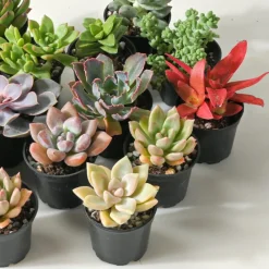 NA Cactus Et Plantes Grasses | Succulentes mélange de 5 pots h-7/14cm