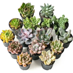 NA Cactus Et Plantes Grasses | Succulentes mélange de 5 pots h-7/14cm
