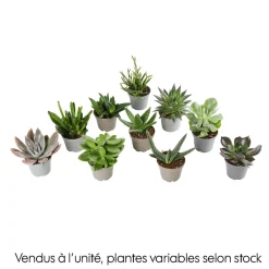 NA Cactus Et Plantes Grasses | Succulentes : Pot d5.5cm - Variétés variables
