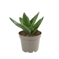 NA Cactus Et Plantes Grasses | Succulentes : Pot d5.5cm - Variétés variables