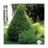 NA Taxus baccata, ctr 15L Best