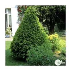 NA Taxus baccata, ctr 15L Best