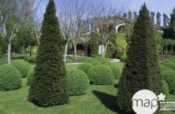NA Taxus baccata, ctr 15L Best