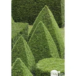 NA Taxus baccata, ctr 15L Best