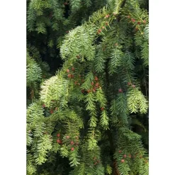 NA Taxus baccata, ctr 15L Best