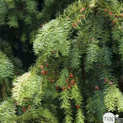 NA Taxus baccata, ctr 15L Best