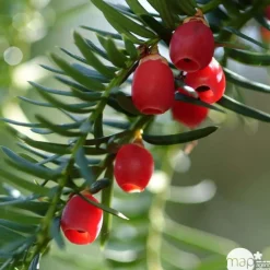 NA Taxus baccata, ctr 15L Best