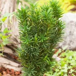 NA Conifères | Taxus baccata 40/50 : pot 3L