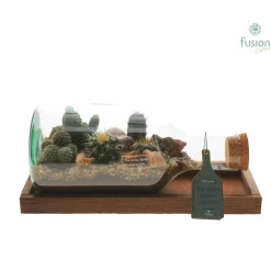 NA Terrarium bouteille L, en verre, avec cactus : D.38cm Hot