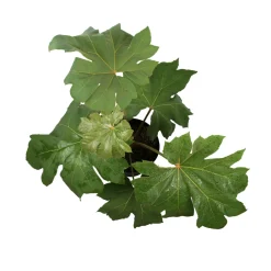 NA Tetrapax - Pot 10L Best