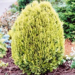 NA Thuya du Cada orientalis Semperaurea 30/40 : pot 3L Clearance