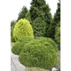 NA Conifères | Thuya occidentalis Danica, H : 30/40 cm, ctr 4L
