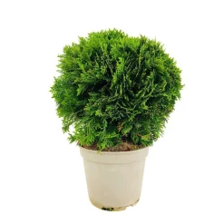 NA Conifères | Thuya occidentalis Danica, H : 30/40 cm, ctr 4L
