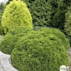 NA Conifères | Thuya occidentalis Danica, H : 30/40 cm, ctr 4L