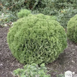 NA Thuya occidentalis 'Danica': pot 4,5 litres Online