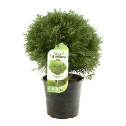 NA Thuya occidentalis 'Danica': pot 4,5 litres Online