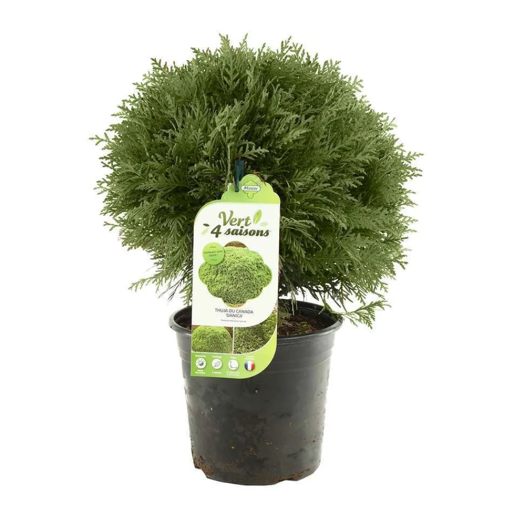NA Thuya occidentalis 'Danica': pot 4,5 litres Online