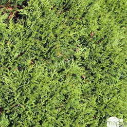 NA Thuya occidentalis 'Danica': pot 4,5 litres Online