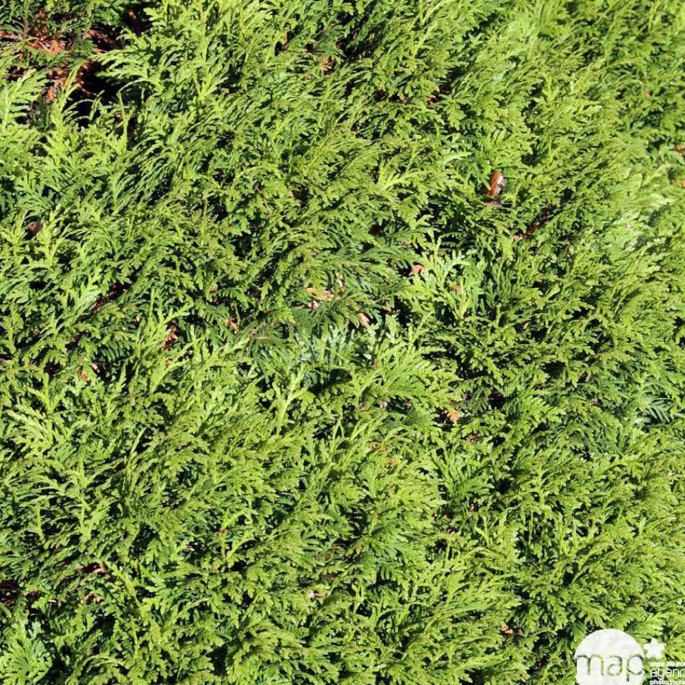 NA Thuya occidentalis 'Danica': pot 4,5 litres Online