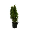 NA Thuya occidentalis Emeraude H : 60/80 cm, ctr 4L Discount