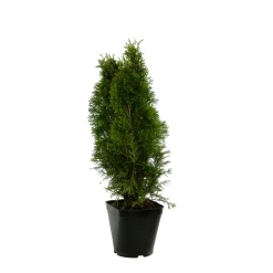 NA Thuya occidentalis Emeraude H : 60/80 cm, ctr 4L Discount