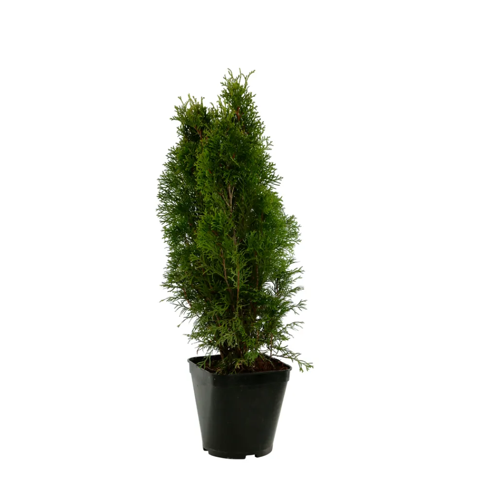 NA Thuya occidentalis Emeraude H : 60/80 cm, ctr 4L Discount