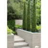 NA Conifères | Thuya occidentalis Emeraude H : 100/125 cm, ctr 10L