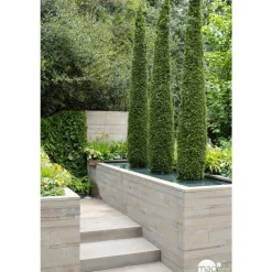 NA Conifères | Thuya occidentalis Emeraude H : 100/125 cm, ctr 10L