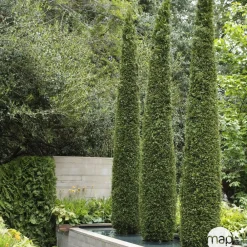 NA Conifères | Thuya occidentalis Emeraude H : 100/125 cm, ctr 10L