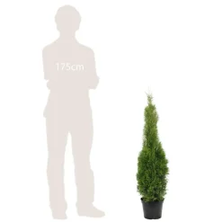 NA Conifères | Thuya occidentalis Emeraude H : 100/125 cm, ctr 10L