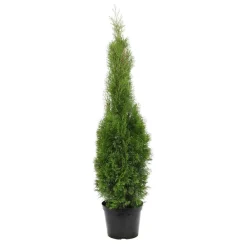 NA Conifères | Thuya occidentalis Emeraude H : 100/125 cm, ctr 10L