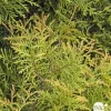 NA Conifères | Thuya occidentalis Rheingold, H : 30/40 cm, ctr 4L