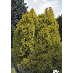 NA Conifères | Thuya occidentalis Rheingold, H : 30/40 cm, ctr 4L
