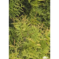 NA Conifères | Thuya occidentalis Rheingold, H : 30/40 cm, ctr 4L
