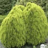 NA Conifères | Thuya orientalis Aurea , H : 30/40 cm, ctr 4L