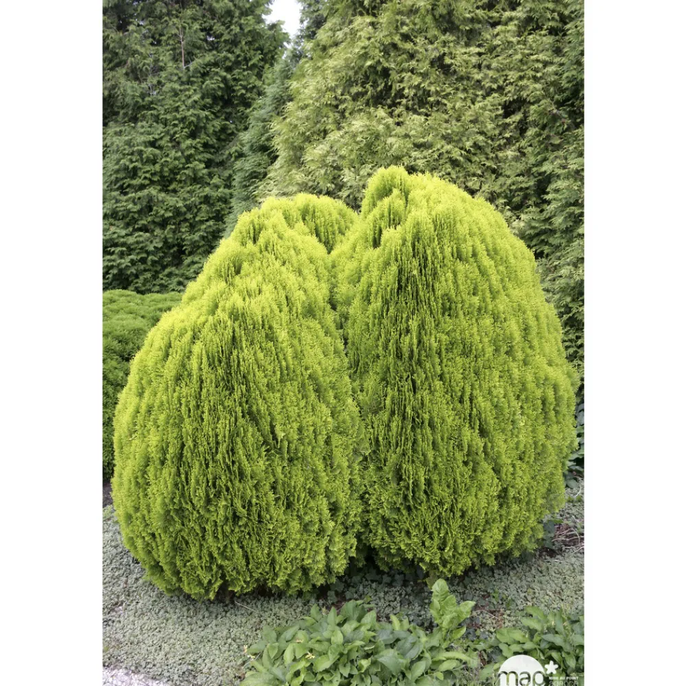 NA Conifères | Thuya orientalis Aurea , H : 30/40 cm, ctr 4L