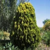 NA Thuya orientalis 'Pyramidalis Aurea' 80/100 - Pot 7,5L Discount