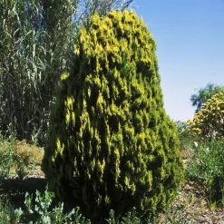 NA Thuya orientalis 'Pyramidalis Aurea' 80/100 - Pot 7,5L Discount