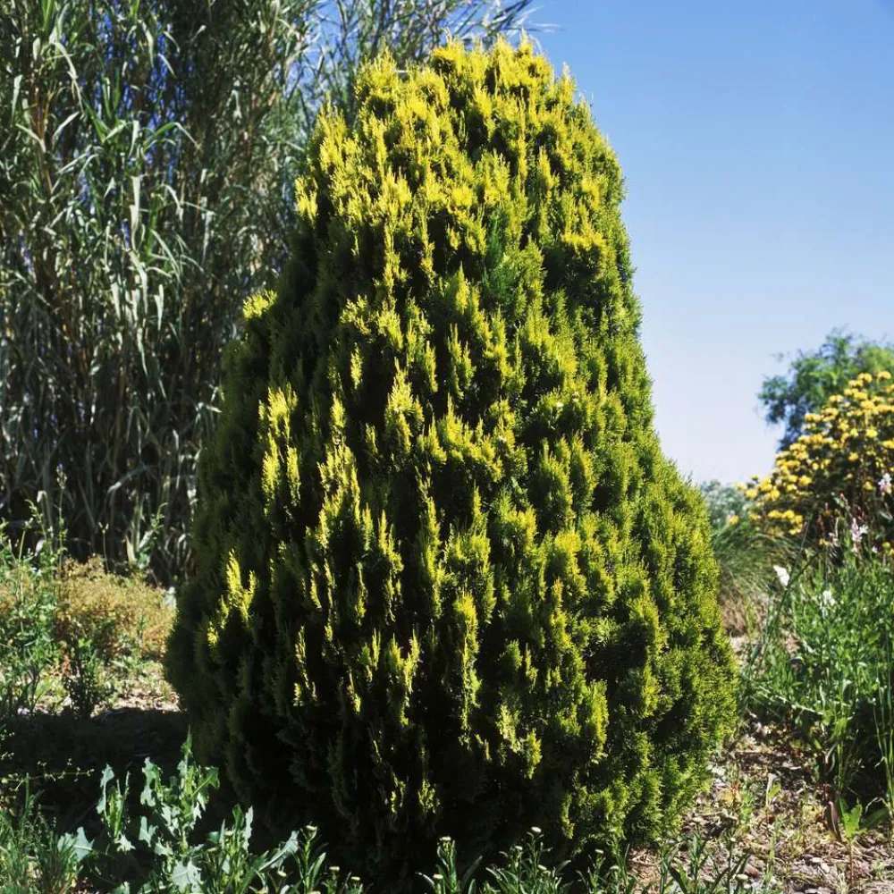 NA Thuya orientalis 'Pyramidalis Aurea' 80/100 - Pot 7,5L Discount