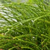 NA Conifères | Thuya plicata 'Whipcord' Pot 3L