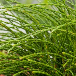 NA Conifères | Thuya plicata 'Whipcord' Pot 3L