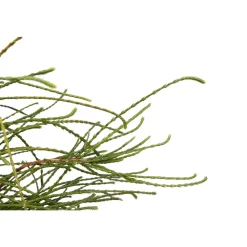 NA Conifères | Thuya plicata 'Whipcord' Pot 3L