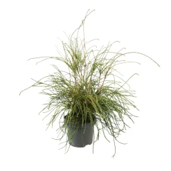 NA Conifères | Thuya plicata 'Whipcord' Pot 3L