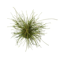 NA Conifères | Thuya plicata 'Whipcord' Pot 3L