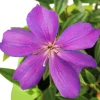 NA Tibouchi : H90/100cm, D20cm, 4L Discount