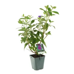 NA Tibouchi : H90/100cm, D20cm, 4L Discount