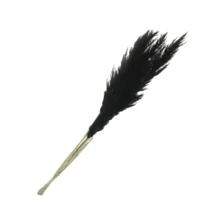 NA Tige de pampa séchée noire H.115 cm Sale