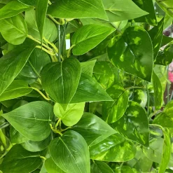 NA Plantes Artificielles | Tige de plante artificielle en plastique, plante grimpante de 2 mètres de long