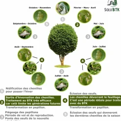 Tout Pour Les Nuisibles Traitement Et Pulvérisation | - Solubtk -pyrale du buis 90gr bacillus thuringiensis -insecticide