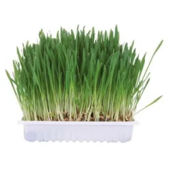 Trixie Alimentation | - Herbe à chat - sans gamelle